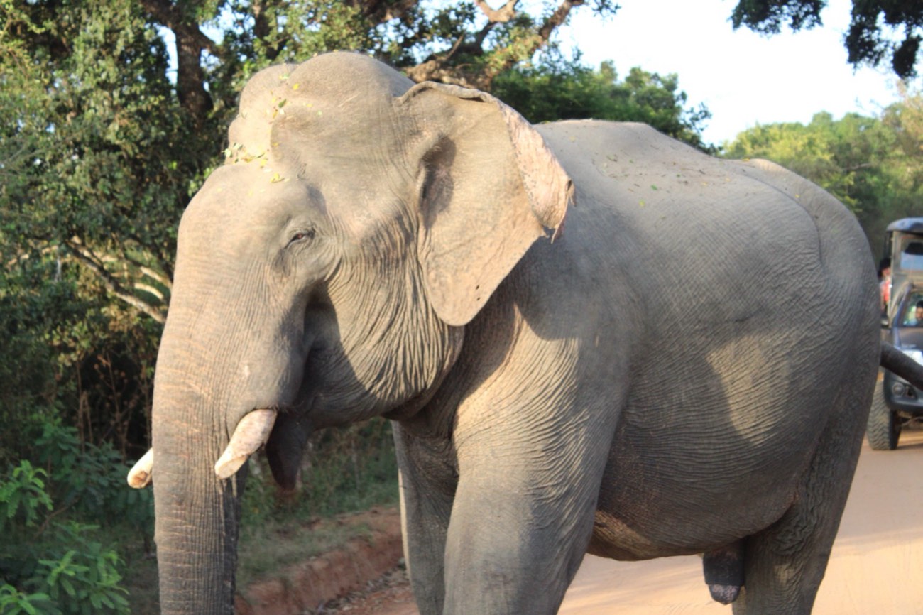 Wilpattu National Park - photo 2