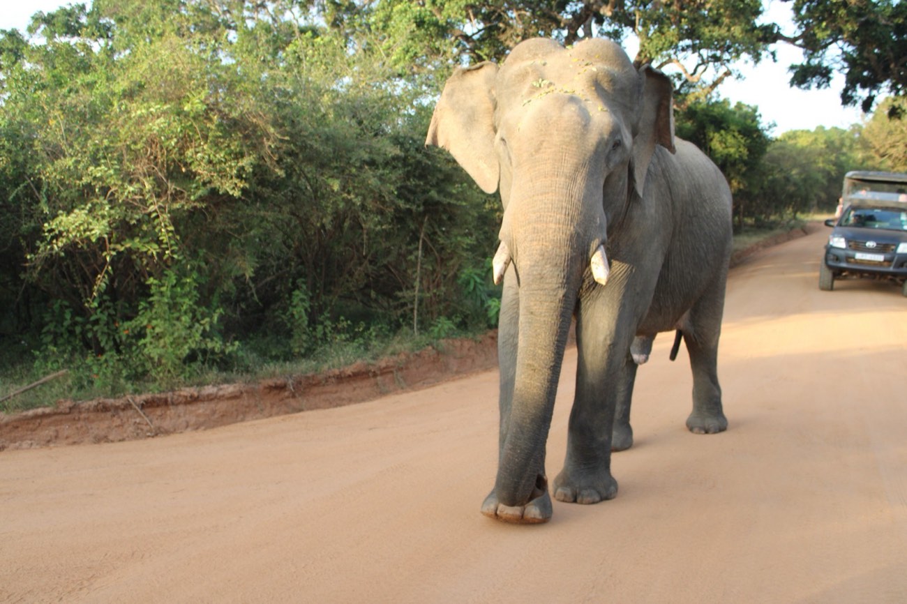 Wilpattu National Park - photo 3