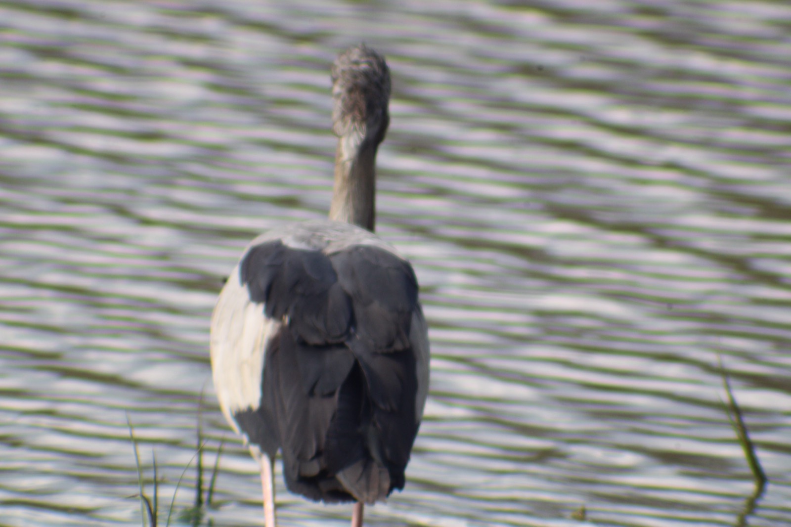 Wilpattu National Park - photo 4