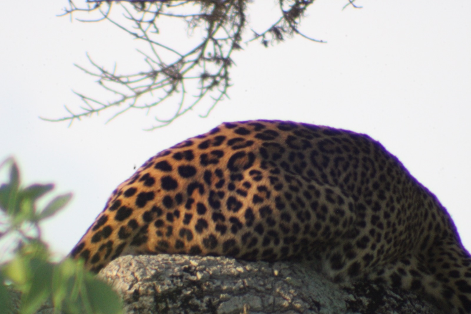 Wilpattu National Park - photo 5